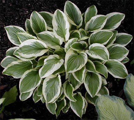 Hosta 'Iron Gate Glamour'