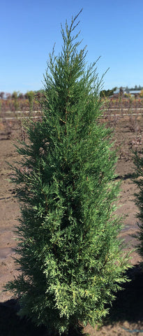 Juniperus virginiana 'Taylor' (Taylor Eastern Red Cedar)