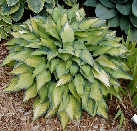 Hosta 'Katherine Lewis'