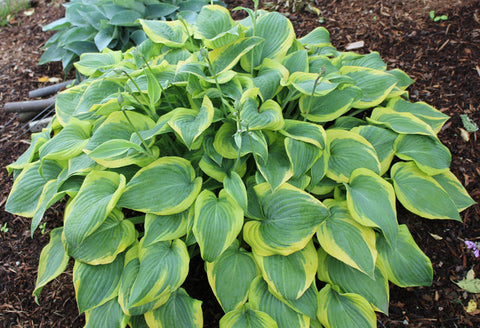 Hosta 'Katie Q'