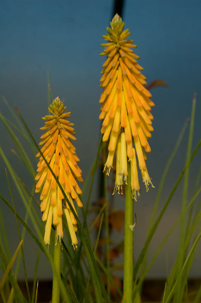 Kniphofia 'Little Elf'