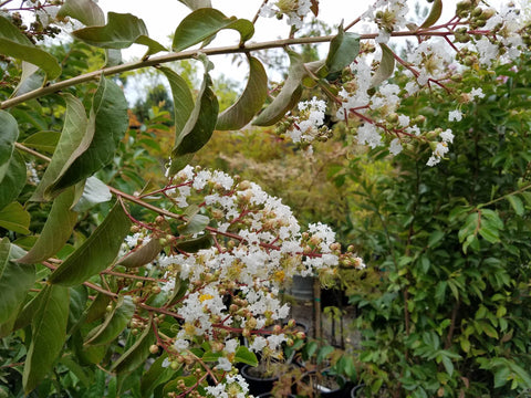 Lagerstroemia x 'Natchez'