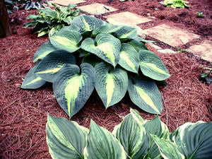 Hosta 'Lakeside Beach Captain'