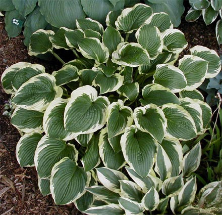 Hosta 'Lakeside Premier'