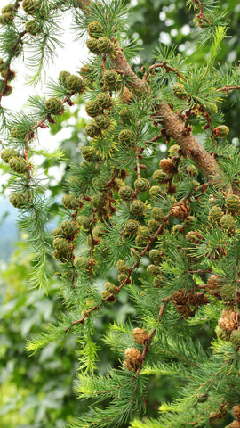 Larix kaempferi 'Paper Lanterns' (Paper Lanterns Japanese Larch)