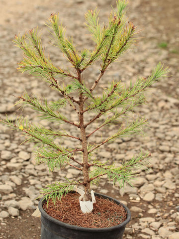 Larix laricina 'Steuben'