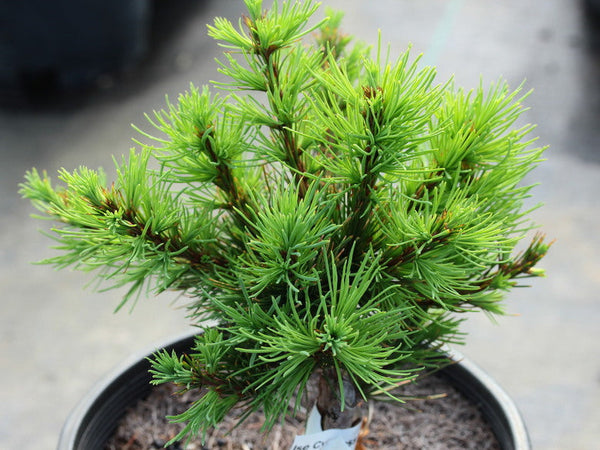 Larix occidentalis 'Ray Griffith' (Ray Griffith Western Larch)