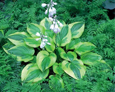 Hosta 'Last Dance'