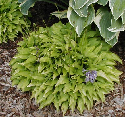 Hosta 'Lemon Lime'