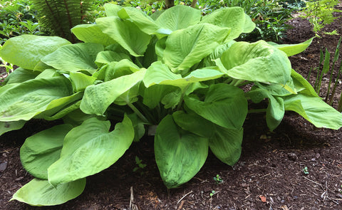 Hosta 'Lemon Meringue'