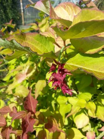 Leycesteria formosa 'Jealousy'