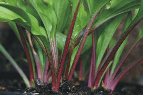 Hosta 'Little Red Rooster'