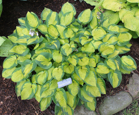 Hosta 'Little Sunspot'