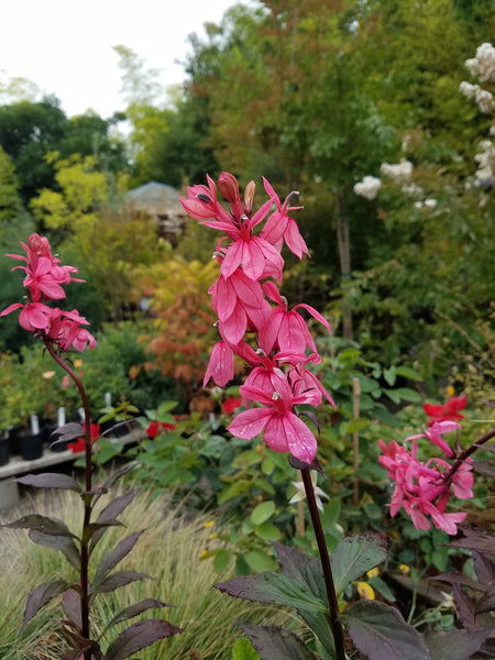 Lobelia speciosa 'Fan Salmon'