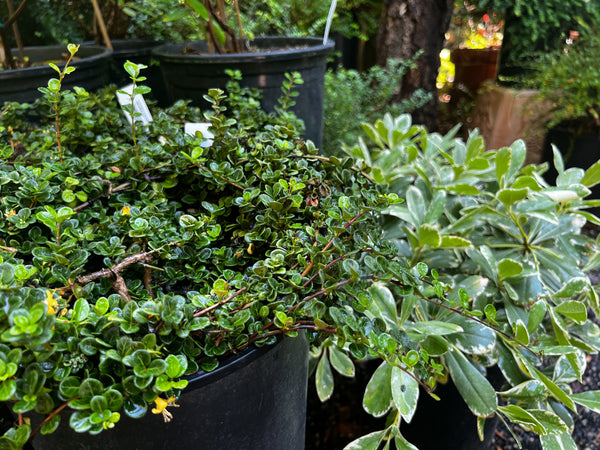 Lonicera crassifolia