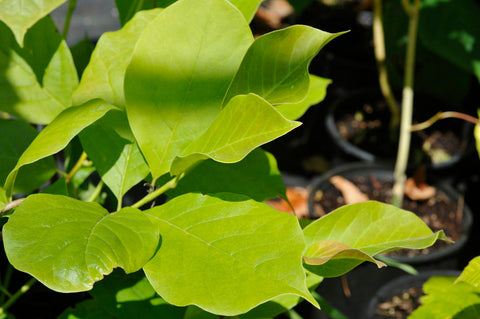 Magnolia 'Yellow Lantern'