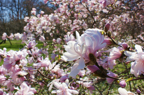 Magnolia stellata 'Waterlily'