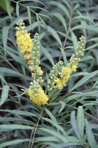 Mahonia eurybracteata 'Soft Caress'