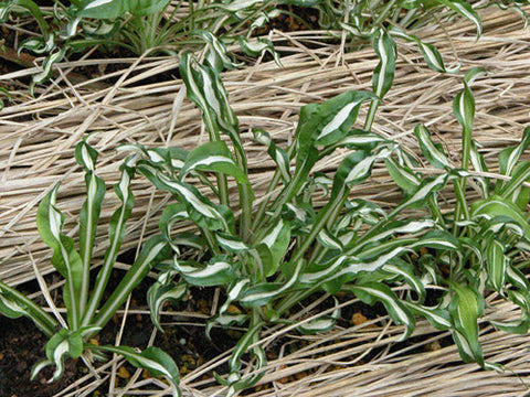 Hosta 'Manzo'