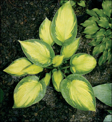 Hosta 'Margie's Angel'