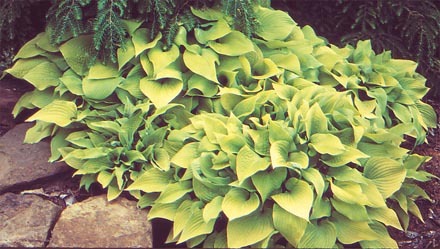 Hosta 'Marilyn'