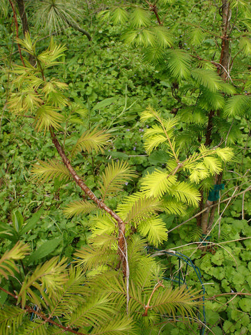 Metasequoia glyptostroboides 'Ogon'