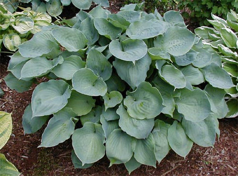 Hosta 'Moonlight Sonata'