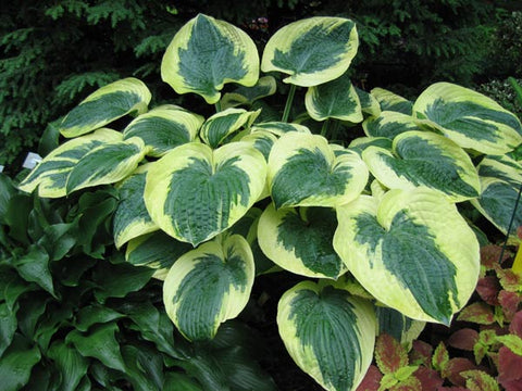 Hosta 'Mount Tom'