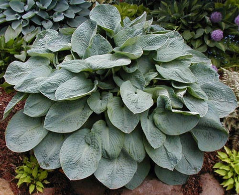 Hosta 'Muriel Seaver Brown'