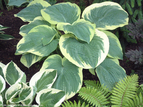 Hosta 'Northern Exposure'