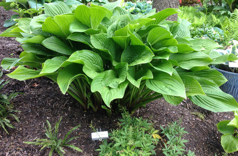 Hosta 'Old Faithful'