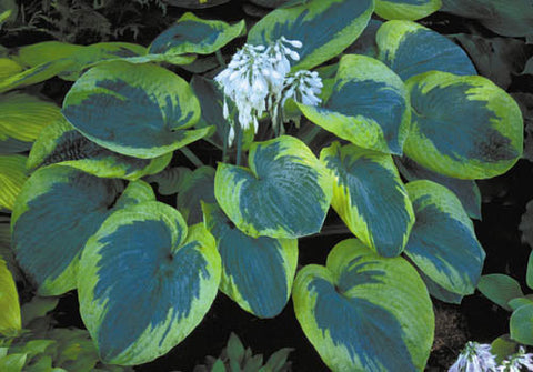 Hosta 'Olive Bailey Langdon'