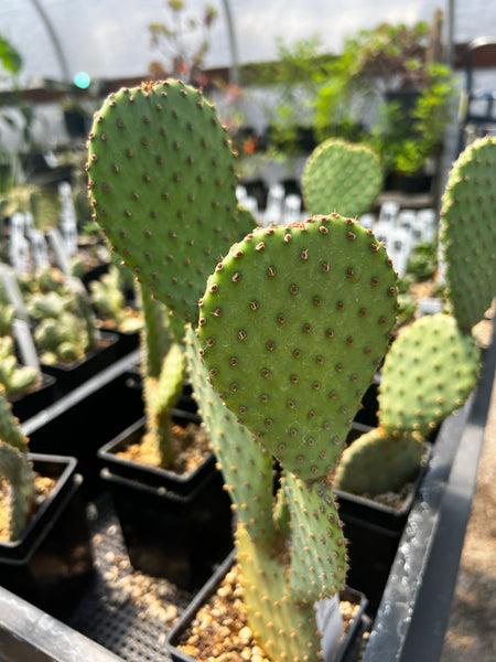 Opuntia basilaris 'Kelly's Choice' aka: Opuntia basilaris x santa-rita 'Kelly's Choice'