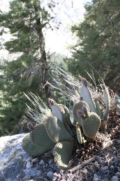 Opuntia basilaris ssp. whitneyana SBH 7775b