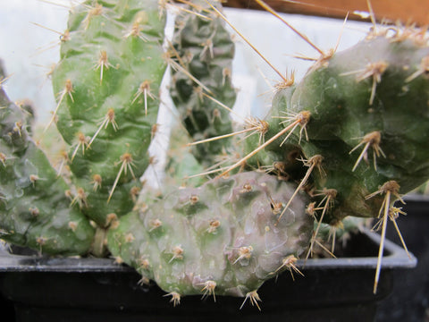 Opuntia polyacantha 'Imnaha Blue'