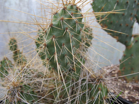 Opuntia polyacantha 'Imnaha Sunset'