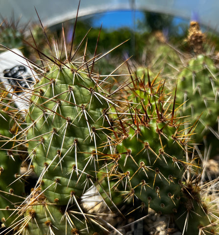 Opuntia x columbiana 'McNary'