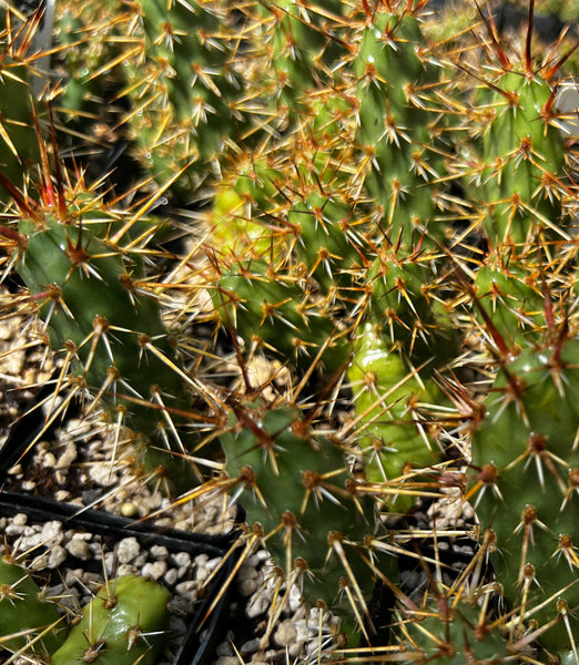 Opuntia fragilis 'Red Butte'