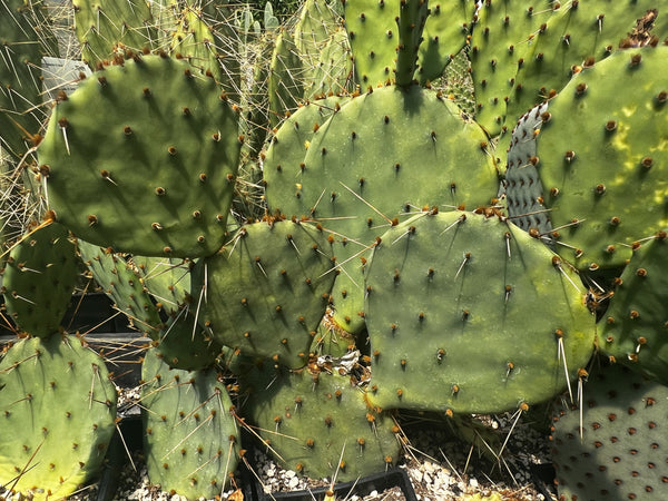 Opuntia gilvescens 'Oklahoma Pancake'