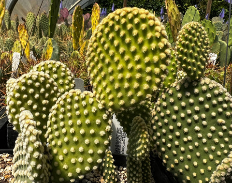 Opuntia microdasys 'Albuquerque'