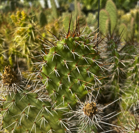 Opuntia polyacantha 9982