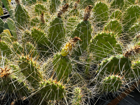 Opuntia polyacantha SBH 9991 - Large White Flowers