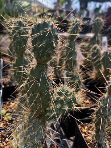 Opuntia polyacantha x erinacea var. columbiana SBH 7524