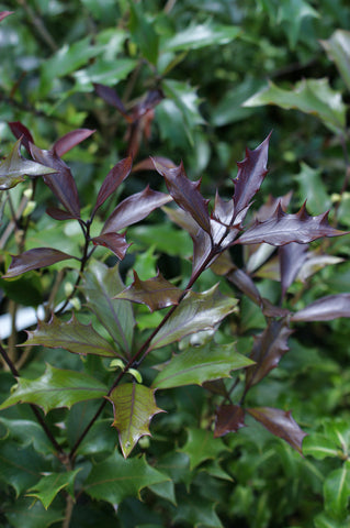 Osmanthus heterophyllus 'Purpureus'