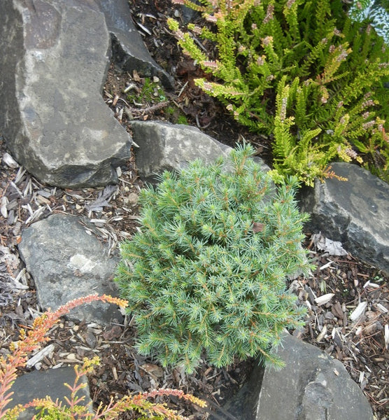 Picea omorika 'Osmaston I' (Osmaston #1 Serbian Spruce)
