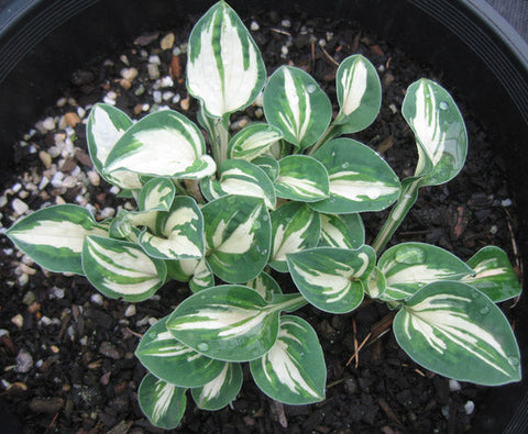 Hosta 'Pandora's Box'