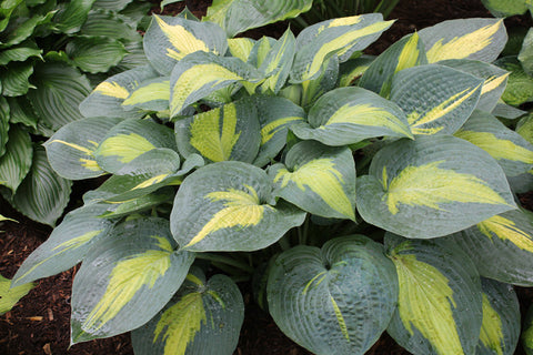 Hosta 'Paradise Glory'