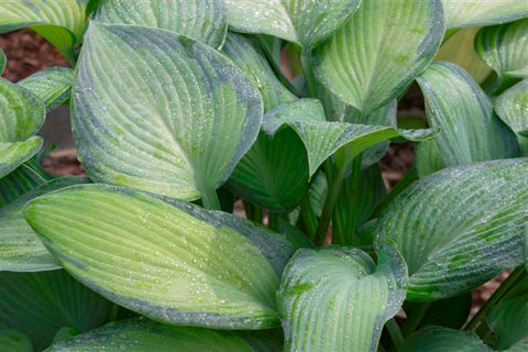 Hosta 'Paradise Joyce'