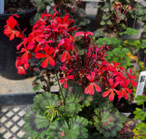 Pelargonium 'The Boar' (aka 'Black Boar')