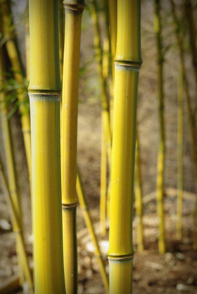 Phyllostachys aureosulcata f. spectabilis (aka Yellow Grove Bamboo)
